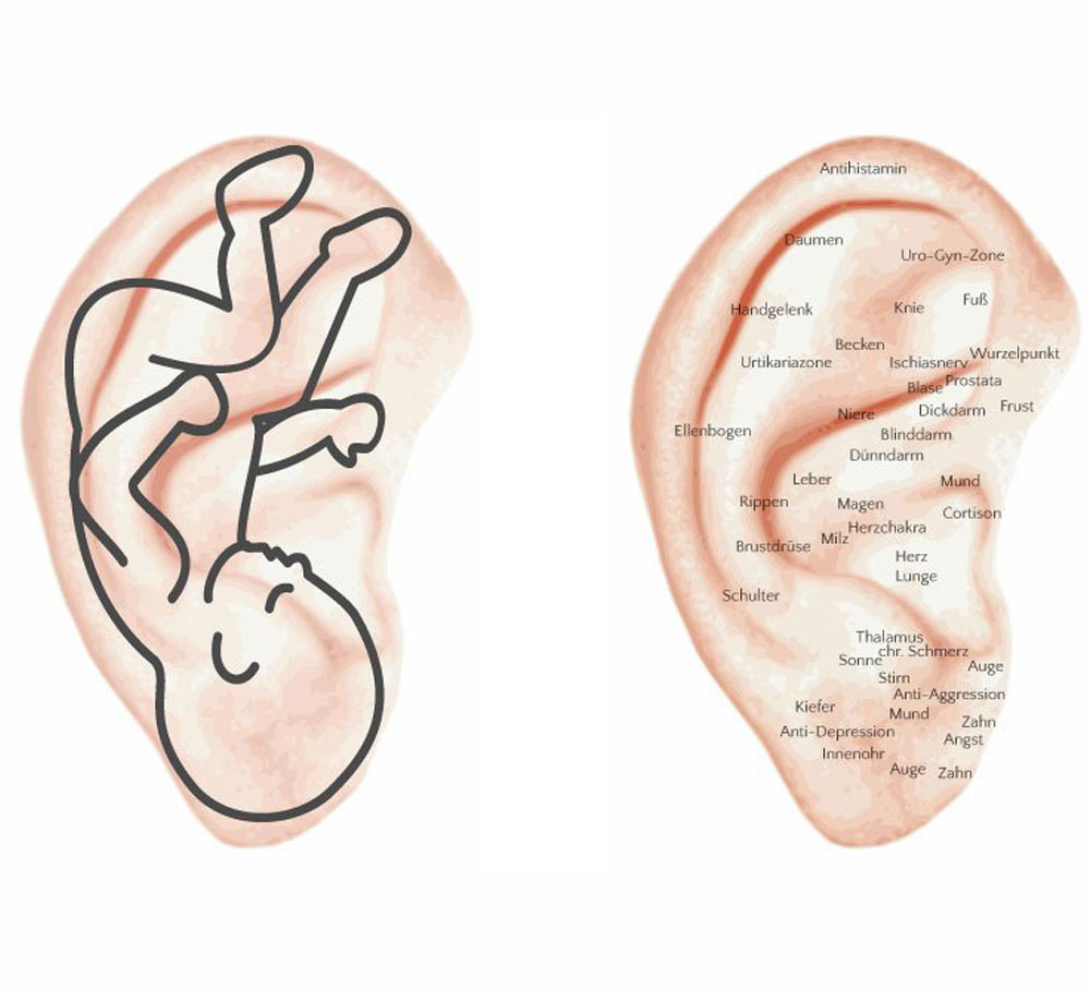 Ohrakupunktur Embryo